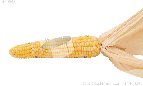 Image of Decorative flint corn with yellow, white and black niblets 