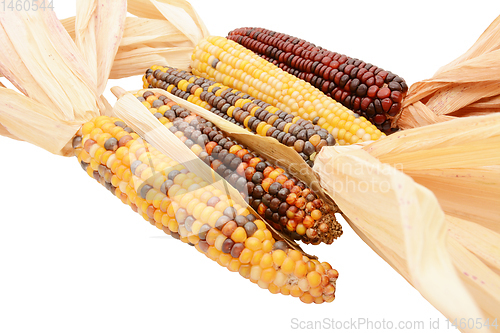 Image of Five multicoloured ornamental flint corn cobs arranged diagonall