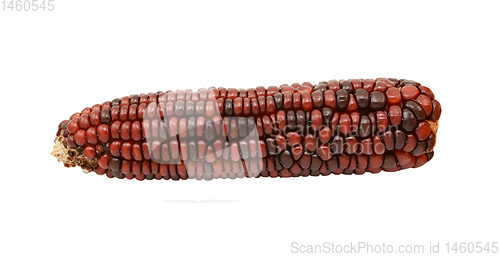 Image of Ornamental sweetcorn cob with dark red and brown niblets