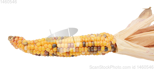 Image of Decorative sweetcorn with yellow, red and black niblets