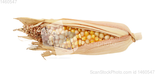 Image of Half-eaten ornamental Indian corn cob with damaged niblets