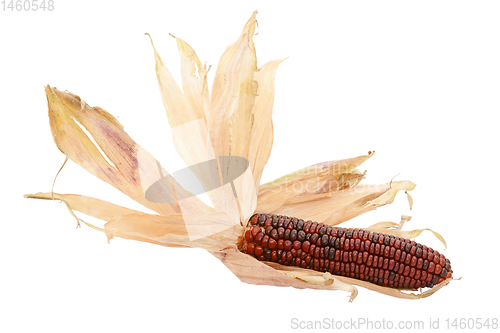 Image of Dried papery husks around a deep red Fiesta sweetcorn