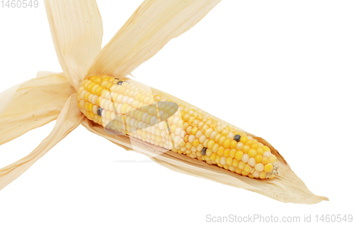 Image of Long ornamental sweetcorn cob with yellow niblets