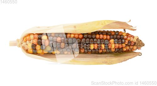 Image of Colourful decorative flint corn cob with brown and orange niblet
