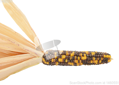 Image of Ornamental maize cob  with black, brown and yellow niblets