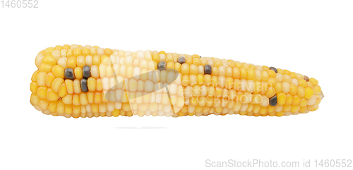 Image of Ornamental Fiesta sweetcorn cob with white and black niblets