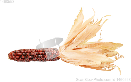 Image of Deep red and brown Indian corn with papery dried husks