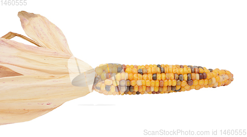 Image of Ornamental flint corn with yellow, red and black niblets