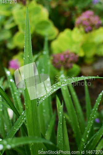 Image of Long blades of daylily leaves covered in water droplets