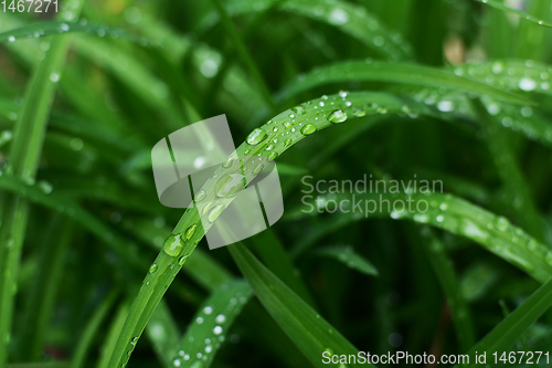 Image of Large rain droplets on a long daylily leaf