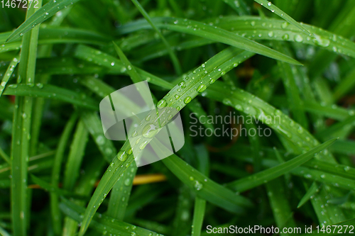 Image of Deep green daylily leaves in a garden, covered in rain droplets 