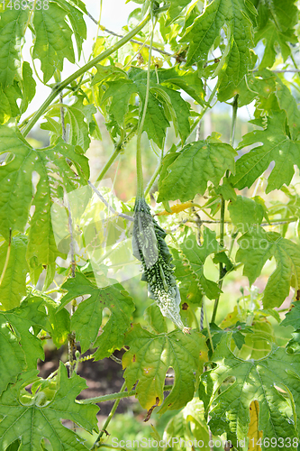 Image of Spined bitter gourd growing on a leafy vine