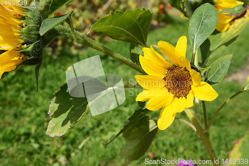 Image of Bright yellow sunflower turns towards the sun