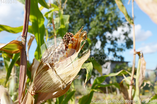 Image of Damaged Fiesta Indian corn cob on the plant