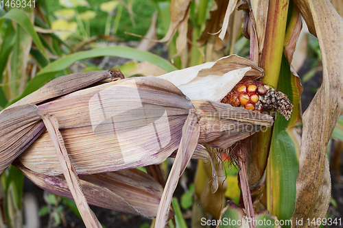 Image of Dried, papery husks around a Fiesta corn cob 