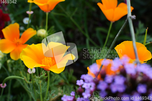 Image of Orange Californian poppies in full bloom