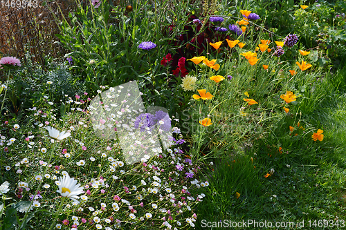 Image of Flourishing summer flower bed 