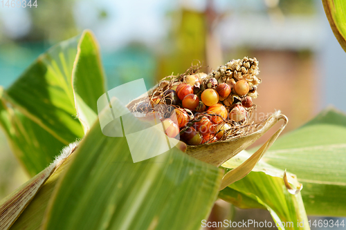 Image of Multi-coloured sweetcorn niblets above husk of the maize cob