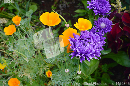 Image of Californian poppies and purple asters growing together