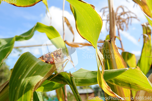 Image of Colourful Fiesta sweetcorn cob growing among long green leaves