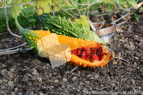 Image of Ripe orange bitter melon fruit, with sticky red seeds 