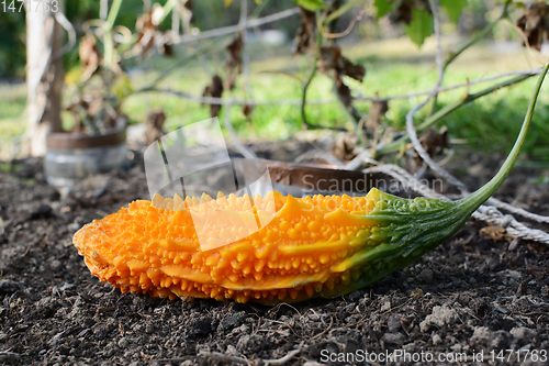 Image of Ripe orange bitter melon with unusual warty skin