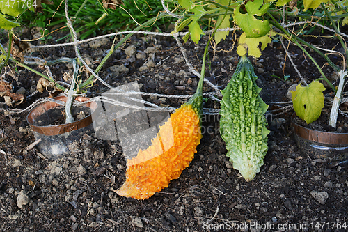 Image of Ripe bitter melon growing next to green immature gourd 