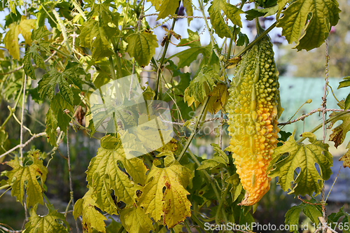 Image of Exotic bitter melon ripening to yellow in late summer