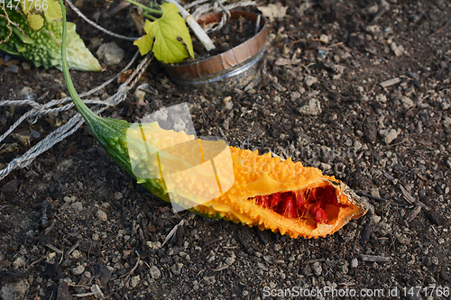 Image of Ripe orange bitter melon, split to reveal red seeds