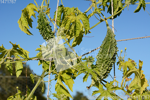 Image of Two bitter melons with green, warted skins on a vine 