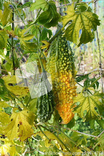 Image of Large ripening bitter melon, turning yellow