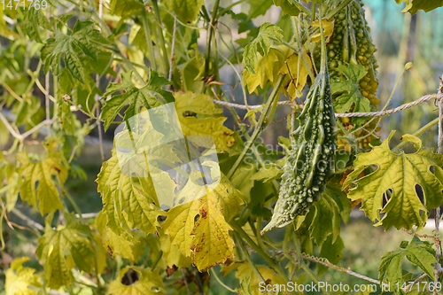 Image of Green bitter gourd with deep ridges on a yellowing vine 