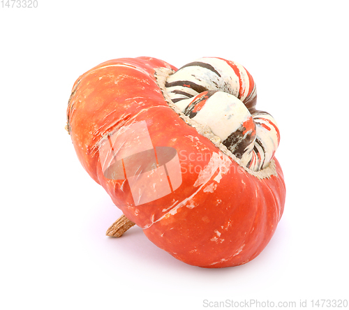 Image of Profile of Turks Turban squash with raised white centre 