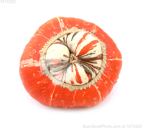 Image of Unusual Turks Turban squash with raised white centre and stripes