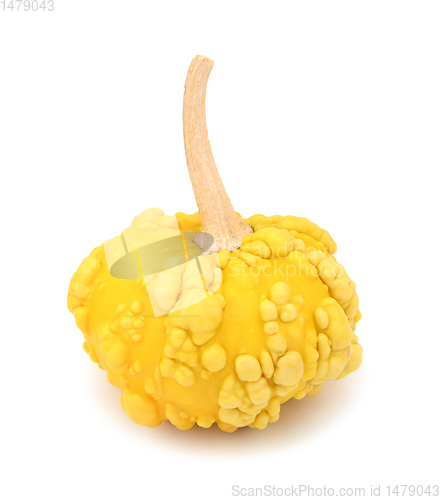 Image of Yellow, disc-shaped ornamental gourd with warty skin for Thanksg