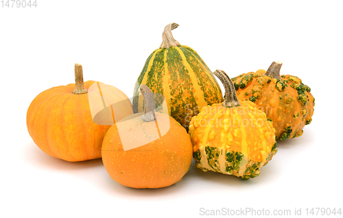 Image of Five orange decorative gourds, with smooth and warted shapes
