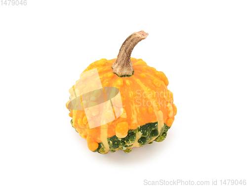 Image of Round warted ornamental gourd with orange and green markings