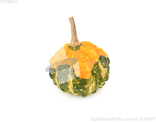 Image of Autumnal warted gourd - orange skin and green and yellow stripes