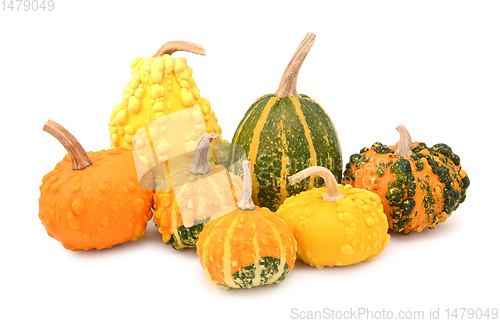 Image of Seven ornamental gourds - mix of colours 