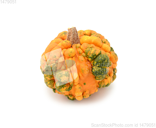 Image of Deep orange gourd with green patches and warty skin