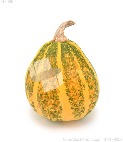 Image of Ripening green and yellow ornamental gourd, turning orange