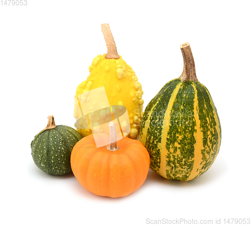 Image of Four green, orange and yellow ornamental gourds for seasonal dec