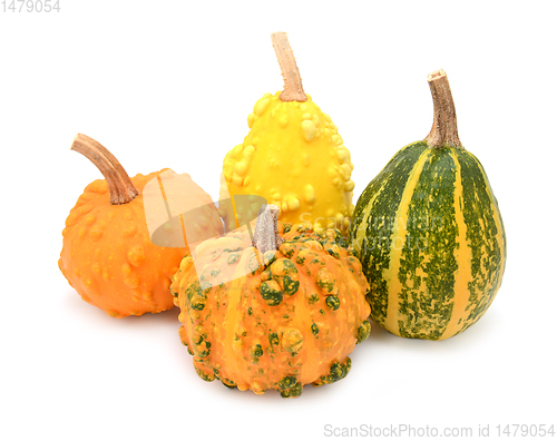 Image of Group of warted ornamental gourds in different colours