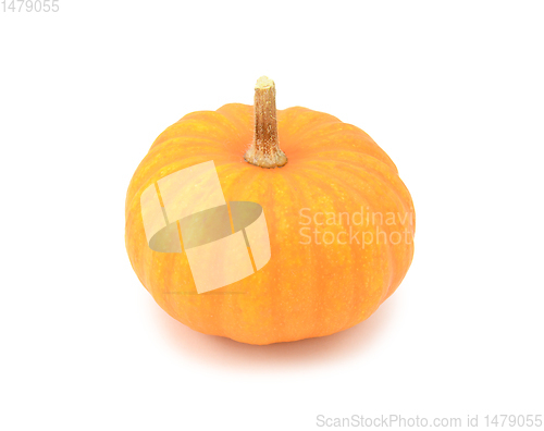 Image of Round, orange Jack Be Little mini pumpkin