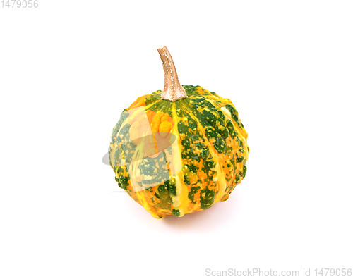 Image of Mottled dark green and orange warted ornamental gourd