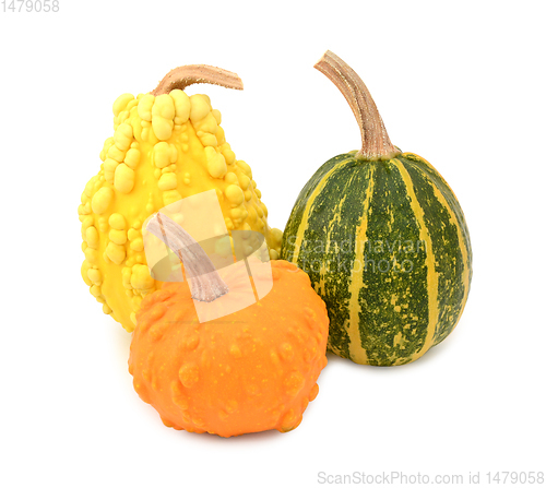 Image of Three yellow, orange and striped green ornamental gourds