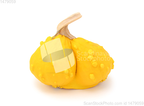 Image of Yellow warted gourd with two conjoined halves 