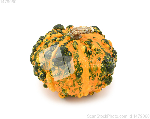 Image of Unusual warted ornamental gourd with orange and green skin