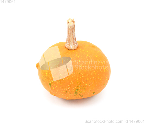 Image of Round ornamental gourd with bright orange skin