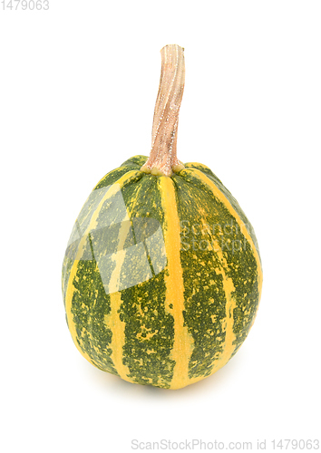 Image of Green and yellow striped ornamental gourd for fall decoration